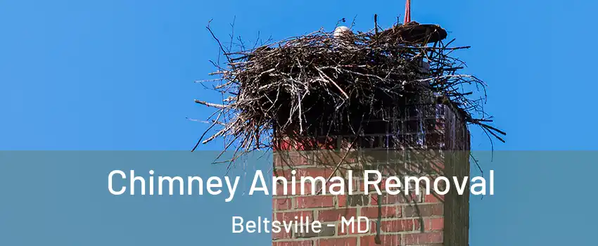 Chimney Animal Removal Beltsville - MD